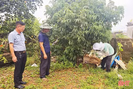 Kỳ Xuân phát triển nuôi ong lấy mật, tạo nên giá trị bền vững