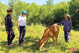 Mô hình bò sinh kế – đòn bẩy giúp Kỳ Lạc giảm nghèo bền vững