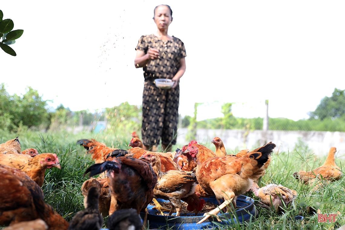 Người cựu binh ở Hà Tĩnh dành 4-6 tiếng mỗi ngày chăm vườn mẫu sum suê cây trái