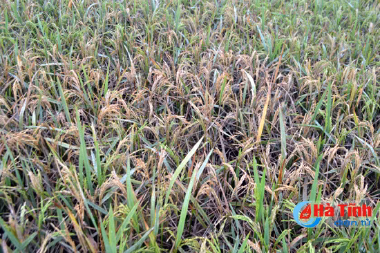 bi dao on tan cong nghi xuan mat trang 100 ha lua xuan