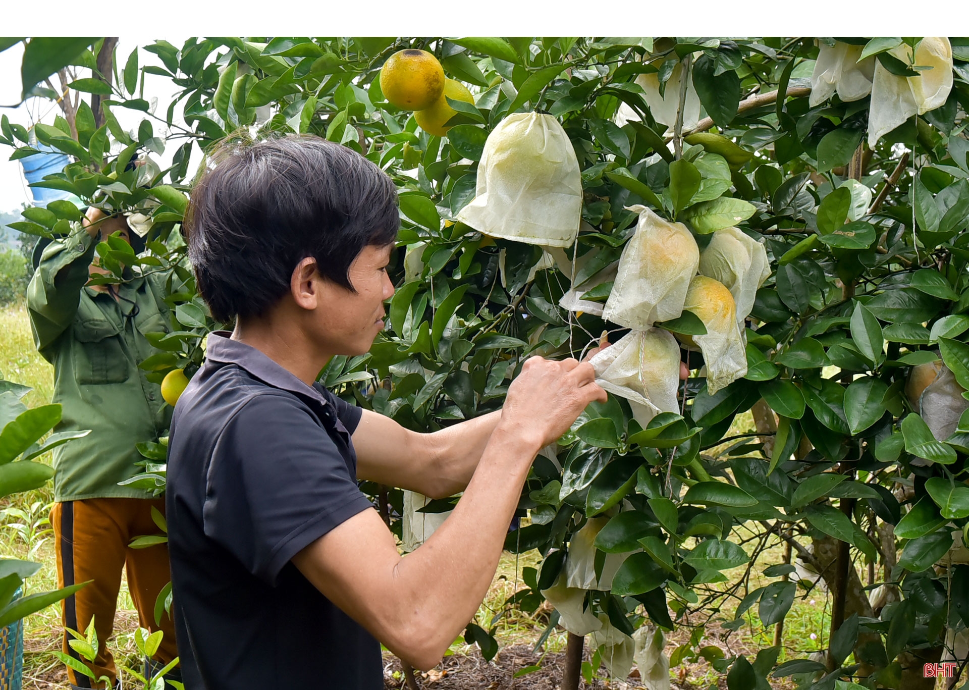 Mở đường cho đặc sản Hương Khê vươn xa (bài 2): Chuẩn hóa sản xuất, nâng tầm thương hiệu