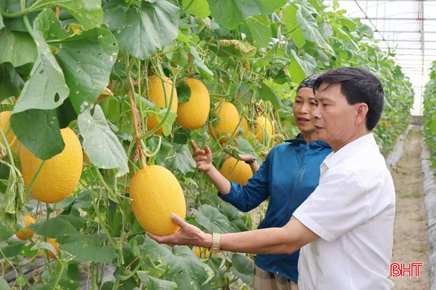 Mô hình dưa lưới của gia đình ông Trần Đình Quang ở thôn Bình Nguyên, xã Bình An.