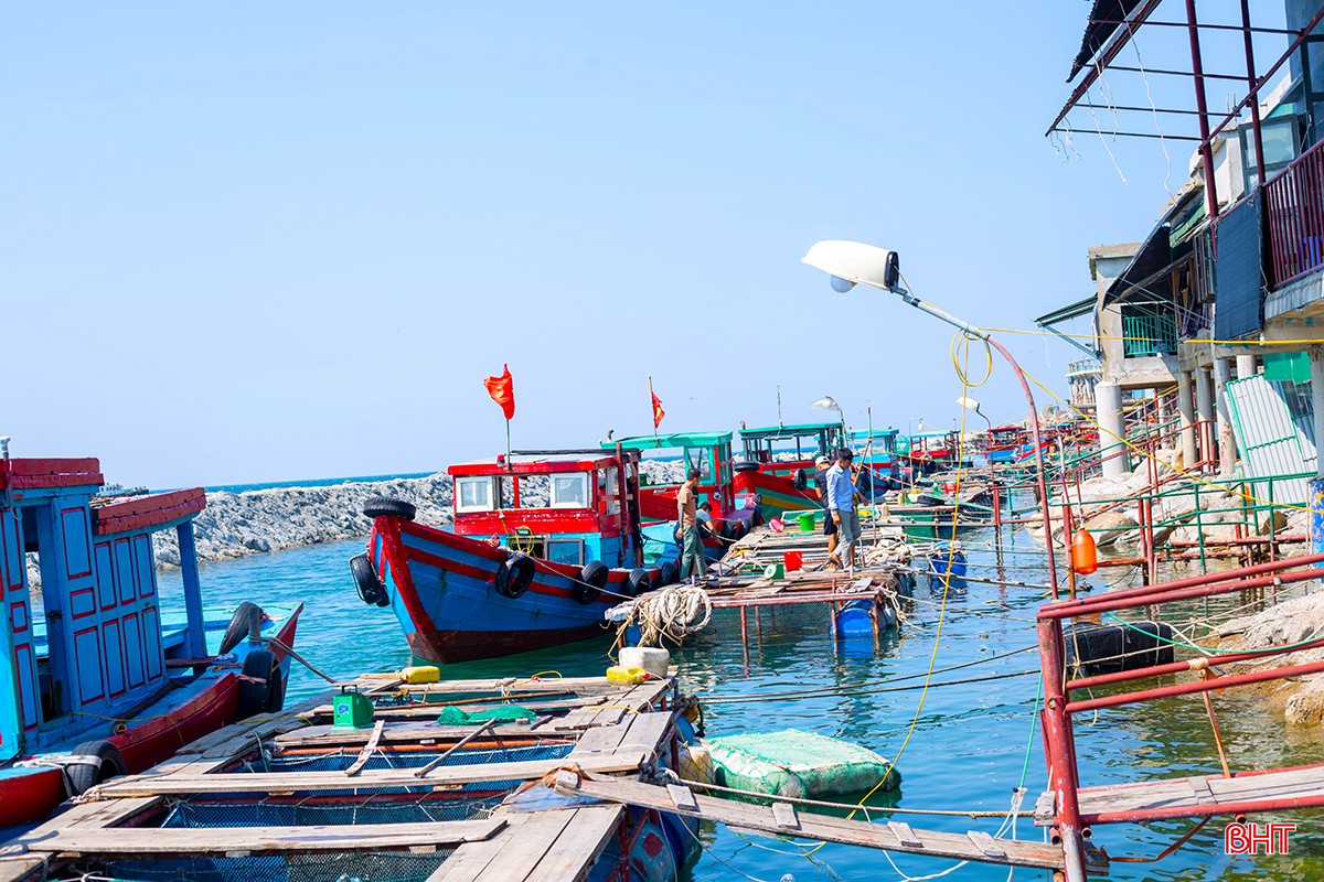mực 2.jpg