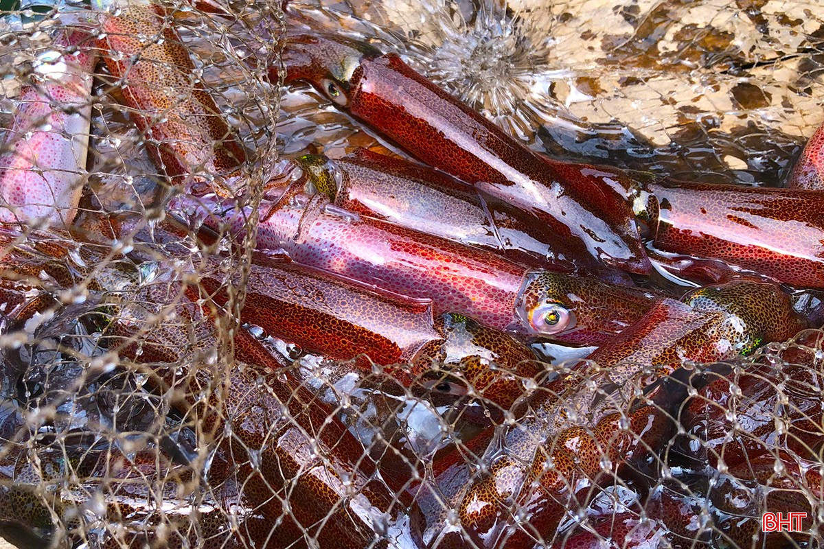 mực nhảy 10.jpg