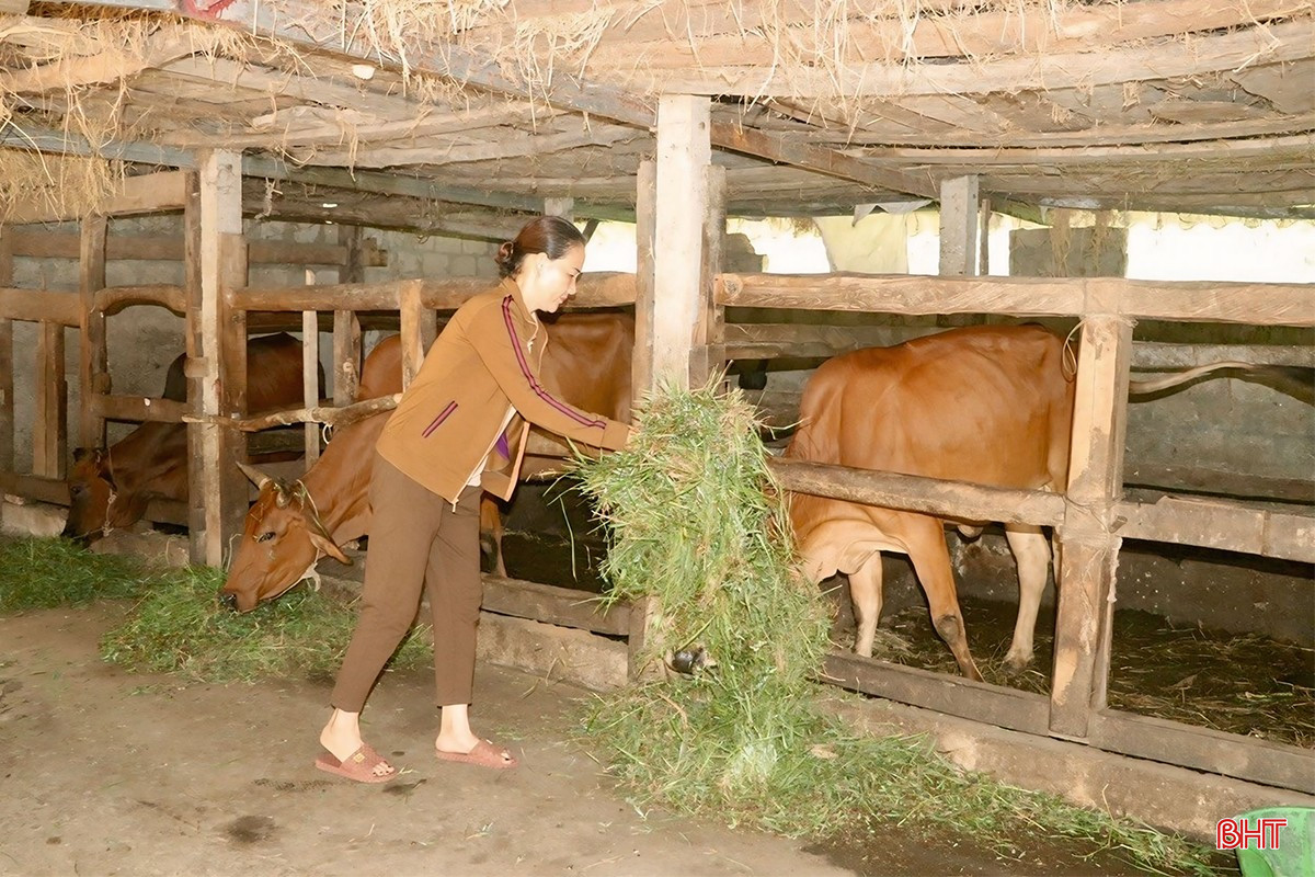 "Được cán bộ thôn cũng như xã vận động, hướng dẫn phát triển chăn nuôi, gia đình đã mạnh dạn đầu tư chăn nuôi 4 con bò nái sinh sản, 30 đàn ong mật và trồng gần 1ha cam. Mỗi năm, từ trồng trọt, chăn nuôi, gia đình tôi thu về gần 100 triệu đồng. Nguồn thu này giúp cuộc sống gia đình ổn định, có thêm điều kiện đóng góp vào các phong trào, phần việc do địa phương phát động” - bà Nguyễn Thị Lan cho biết.