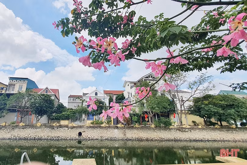 Ngắm sắc hoa mỹ nhân dịu dàng giữa lòng Thành Sen