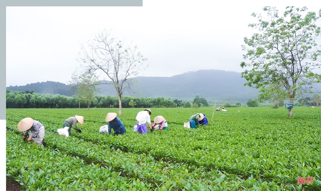 Phát triển xứng tầm cây chè nguyên liệu trên vùng thượng Kỳ Anh (Bài 1): Cây “xóa” nghèo bền vững