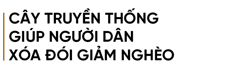 Phát triển xứng tầm cây chè nguyên liệu trên vùng thượng Kỳ Anh (Bài 1): Cây “xóa” nghèo bền vững