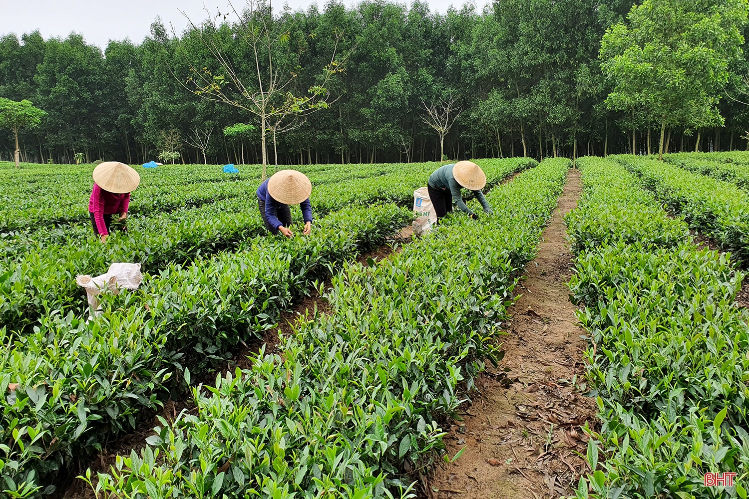Phát triển xứng tầm cây chè nguyên liệu trên vùng thượng Kỳ Anh (Bài 1): Cây “xóa” nghèo bền vững
