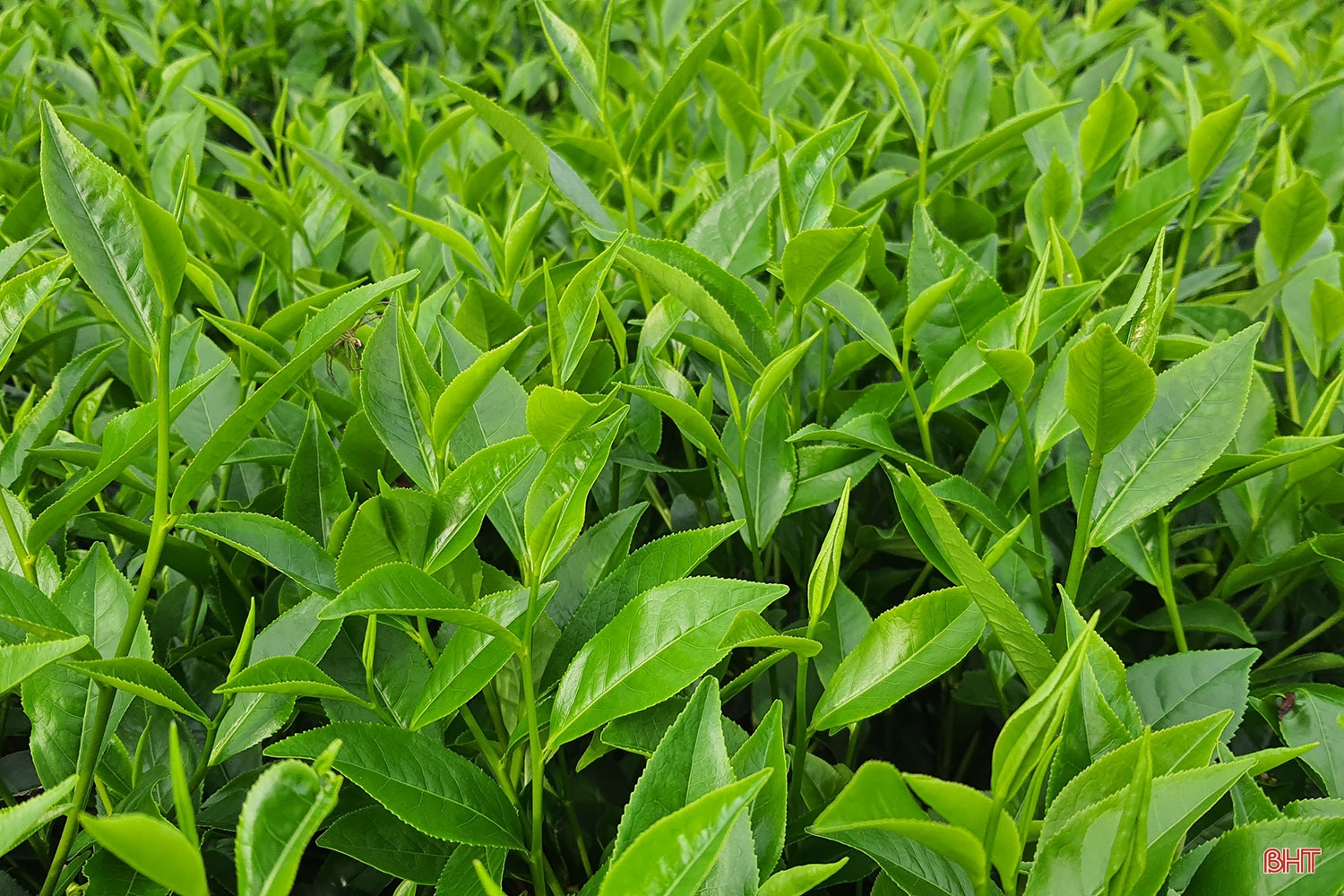 Phát triển xứng tầm cây chè nguyên liệu trên vùng thượng Kỳ Anh (Bài 1): Cây “xóa” nghèo bền vững
