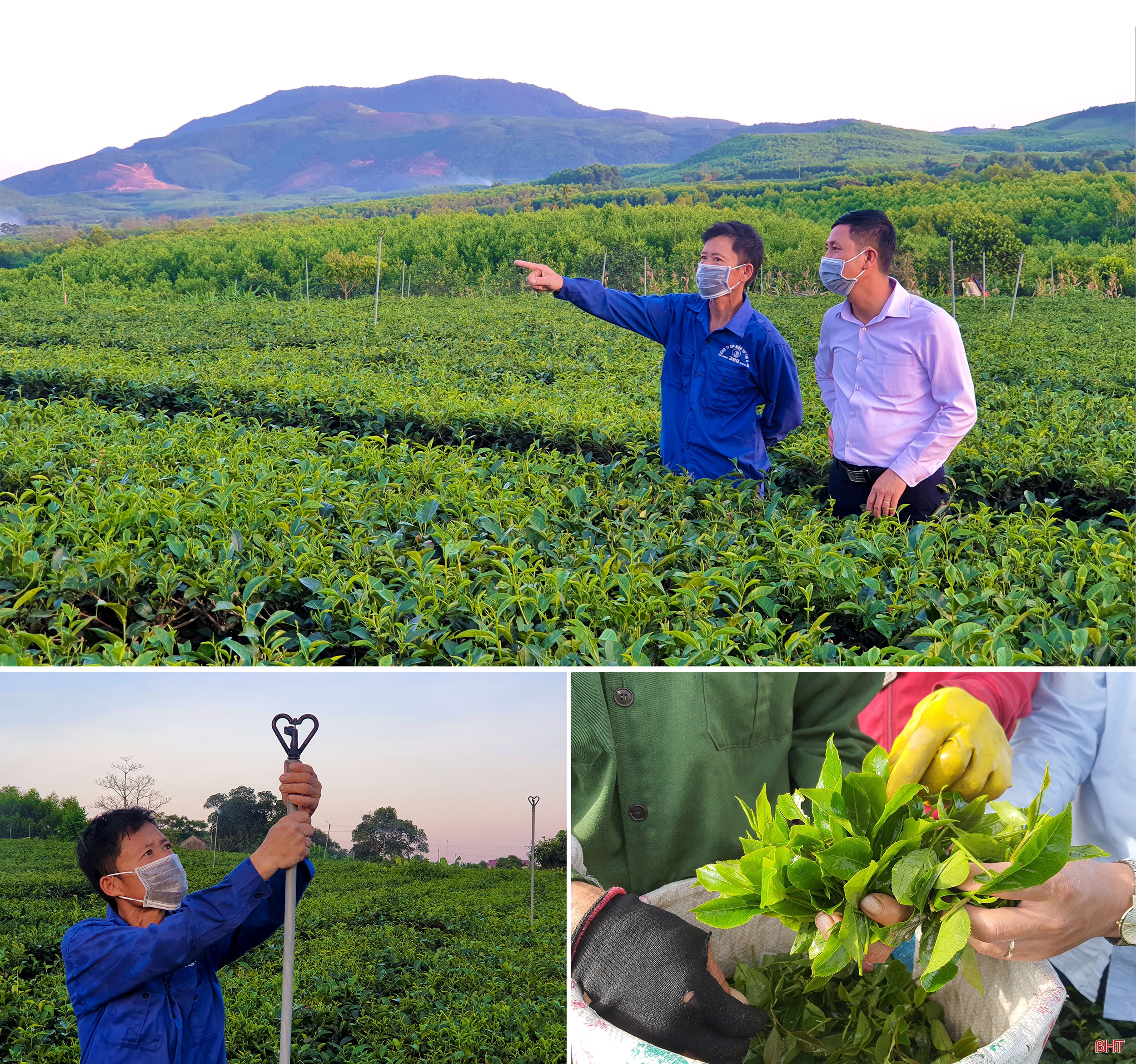 Phát triển xứng tầm cây chè nguyên liệu trên vùng thượng Kỳ Anh (Bài 1): Cây “xóa” nghèo bền vững