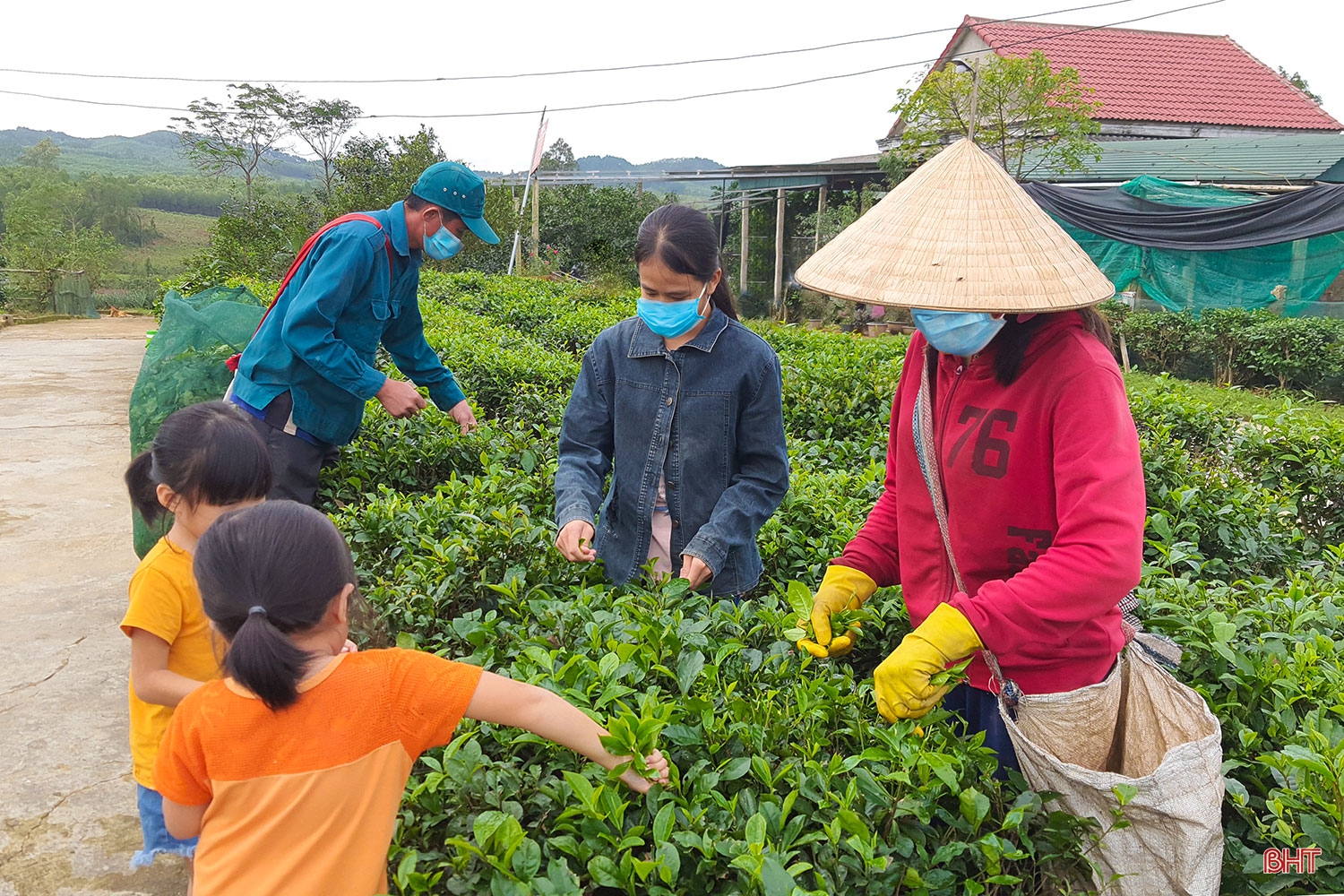 Phát triển xứng tầm cây chè nguyên liệu trên vùng thượng Kỳ Anh (Bài 1): Cây “xóa” nghèo bền vững