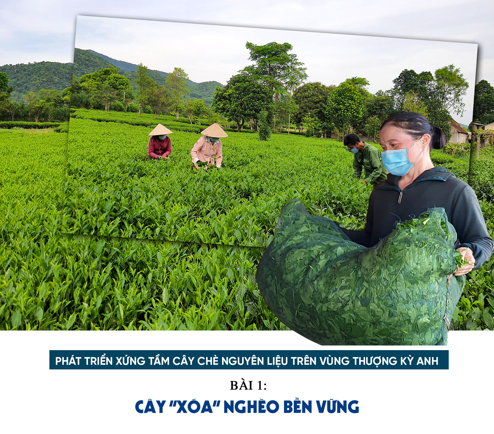 Phát triển xứng tầm cây chè nguyên liệu trên vùng thượng Kỳ Anh (Bài 1): Cây “xóa” nghèo bền vững