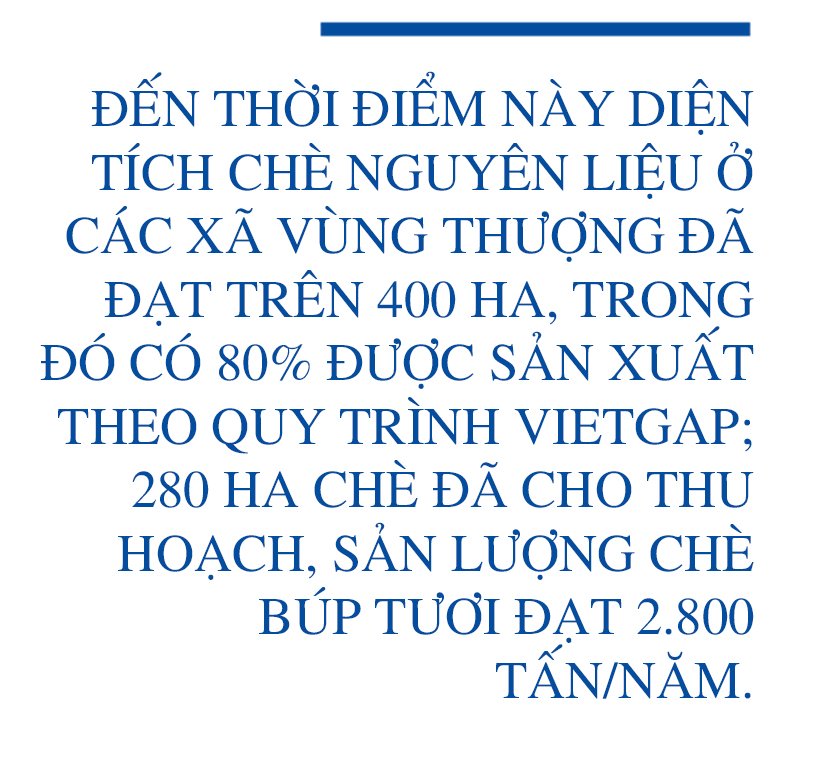 Phát triển xứng tầm cây chè nguyên liệu trên vùng thượng Kỳ Anh (Bài 1): Cây “xóa” nghèo bền vững
