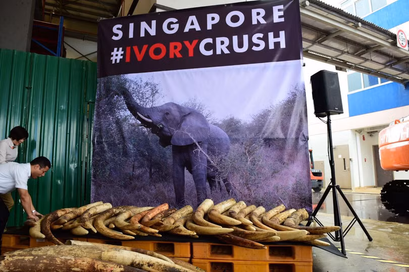 singapore tieu huy gan 8 tan nga voi tri gia 9 6 trieu usd