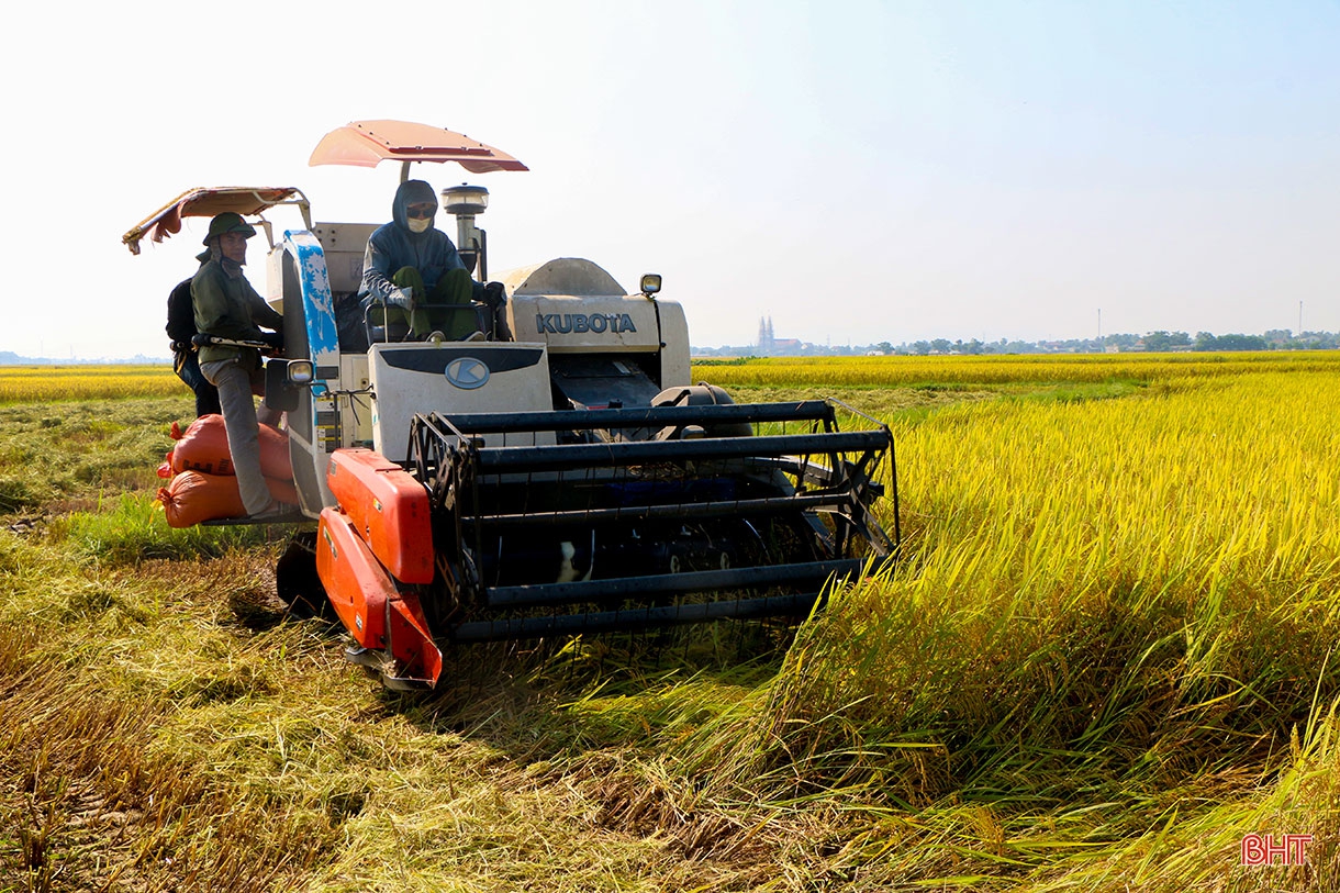 Đồng lúa hẹn hò những mùa gặt…