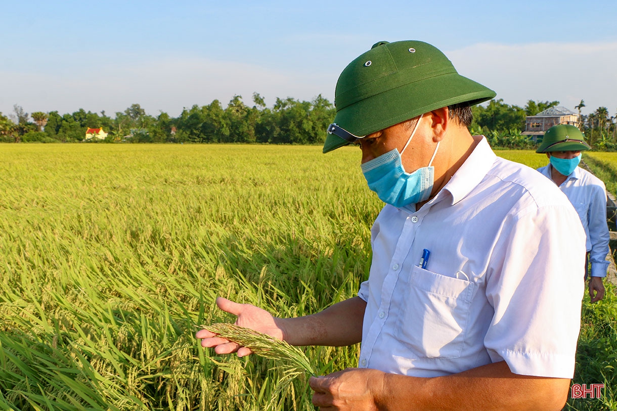 Đồng lúa hẹn hò những mùa gặt…