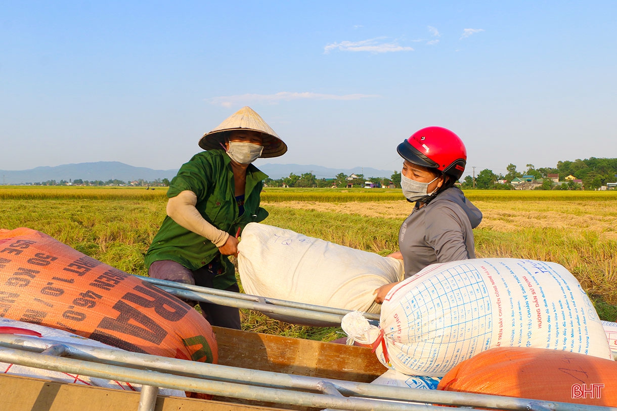 Đồng lúa hẹn hò những mùa gặt…