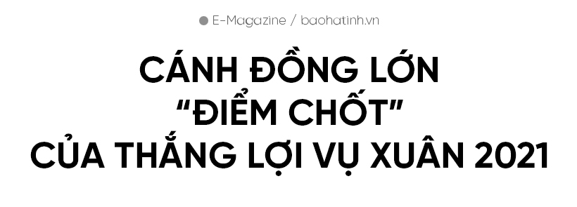 Đồng lúa hẹn hò những mùa gặt…