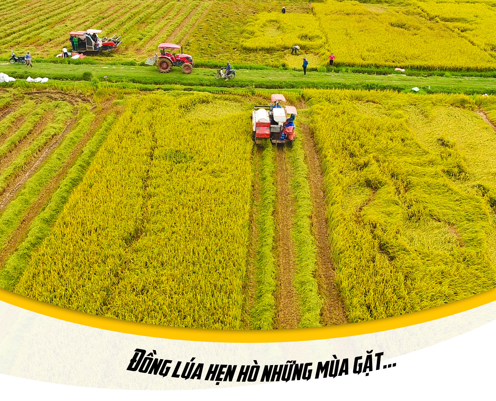 Đồng lúa hẹn hò những mùa gặt…
