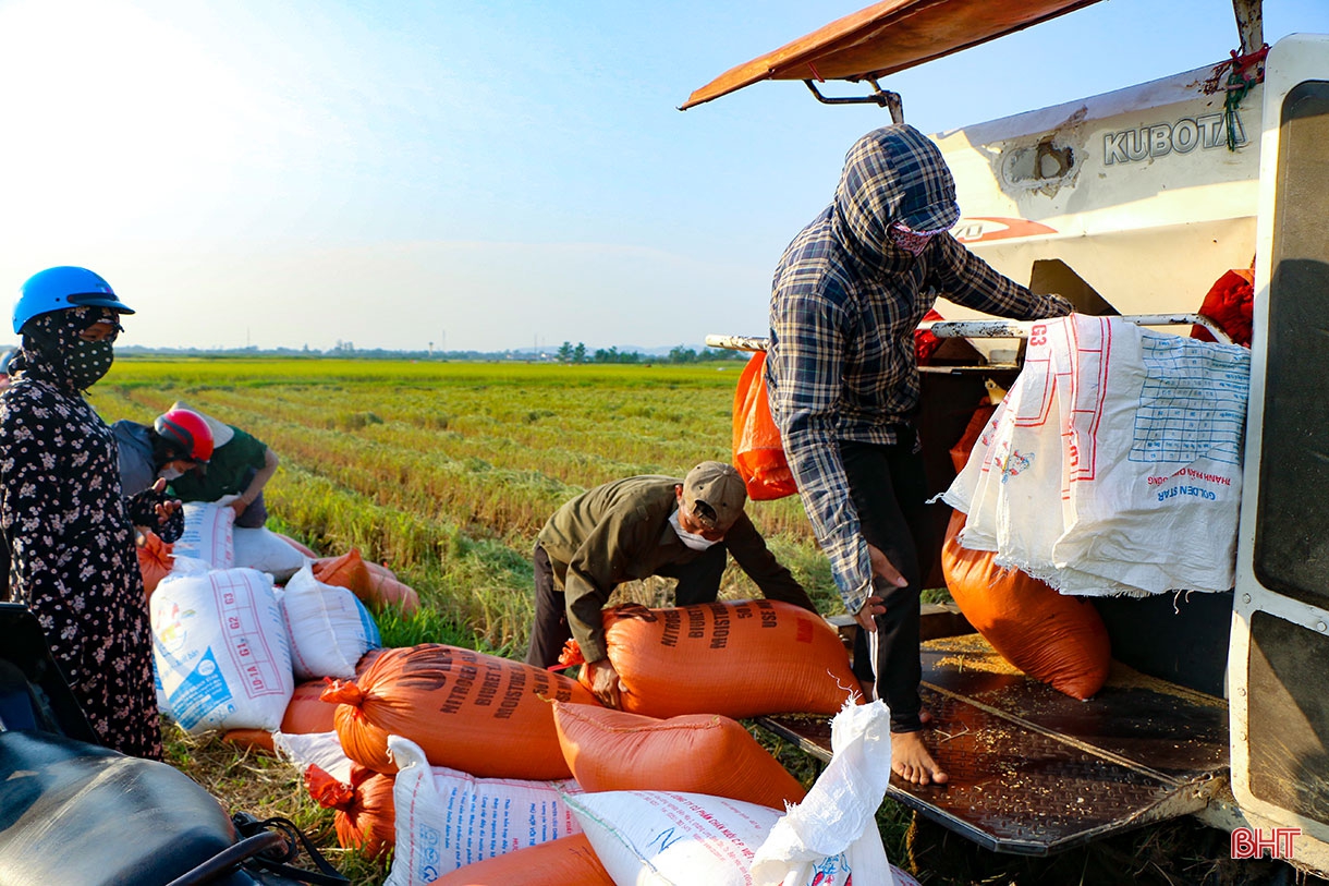 Đồng lúa hẹn hò những mùa gặt…