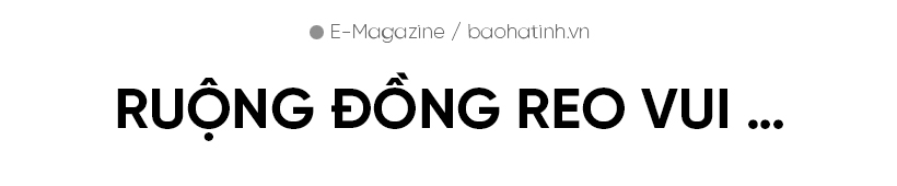 Đồng lúa hẹn hò những mùa gặt…