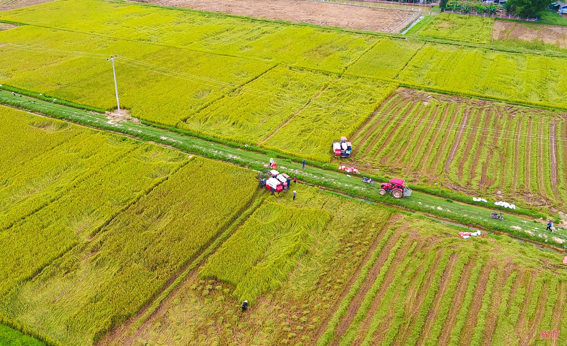 Đồng lúa hẹn hò những mùa gặt…