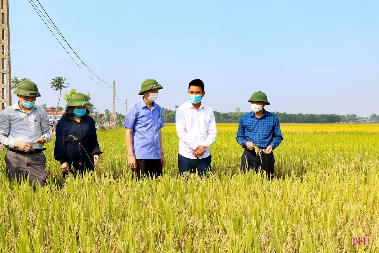 Đồng lúa hẹn hò những mùa gặt…