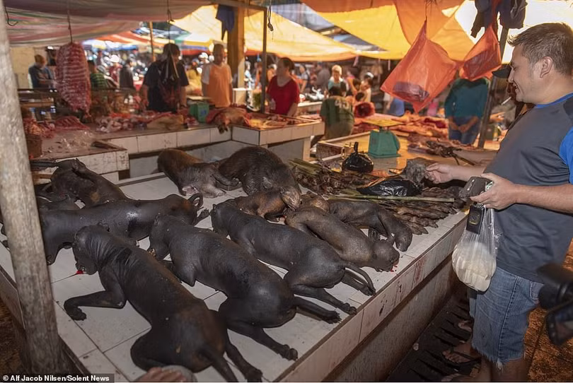 Khu chợ bán thịt dơi, rắn đáng sợ nhất Indonesia