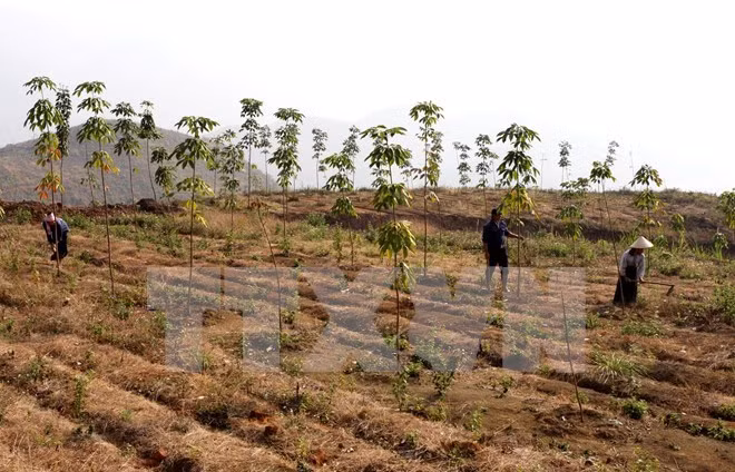 ngan hang nha nuoc se xin chinh phu cuu hoang anh gia lai