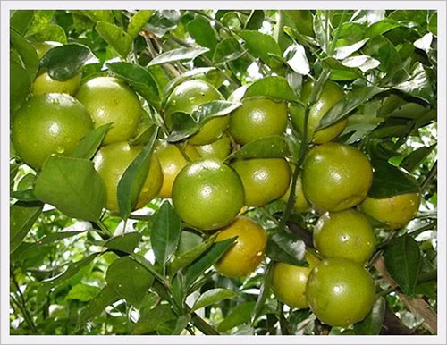 Điểm qua những cách chống say xe đơn giản không dùng thuốc