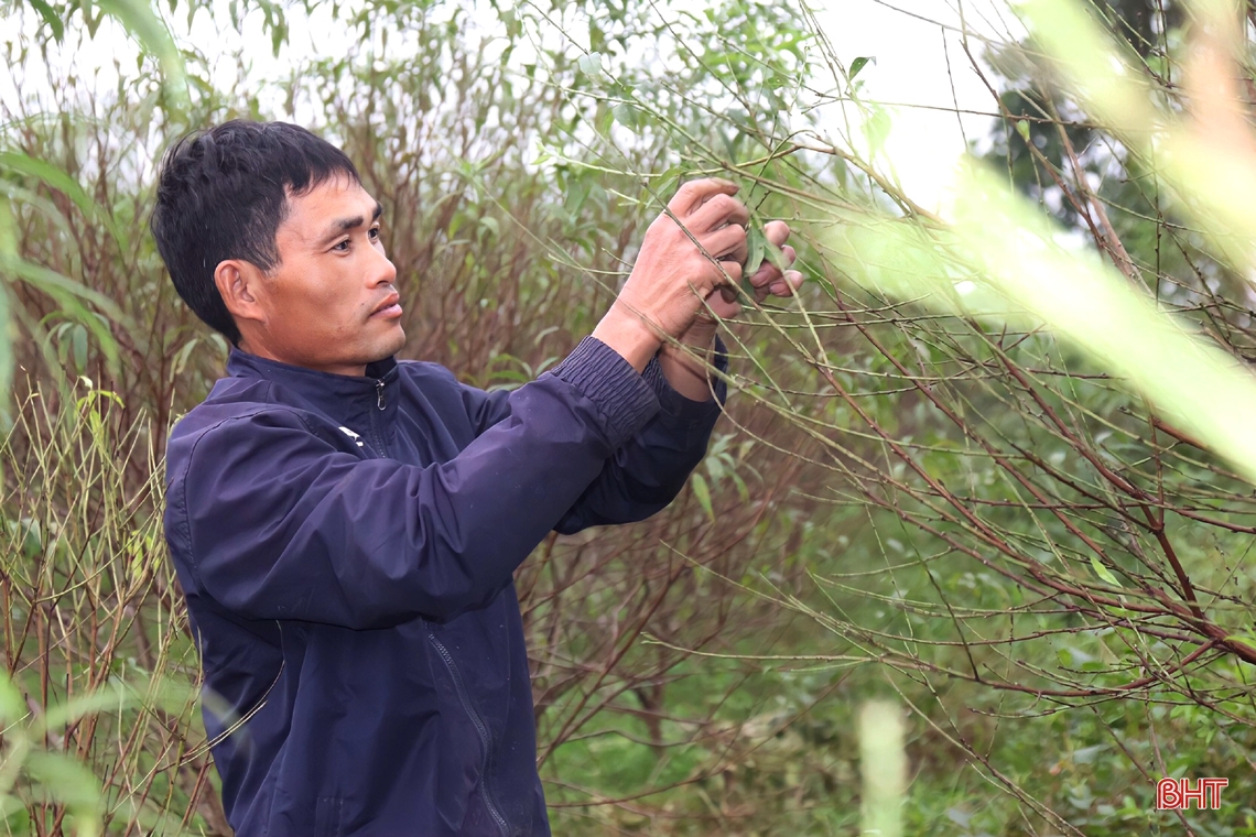 Tất bật tuốt lá cho đào chờ tết Nguyên đán
