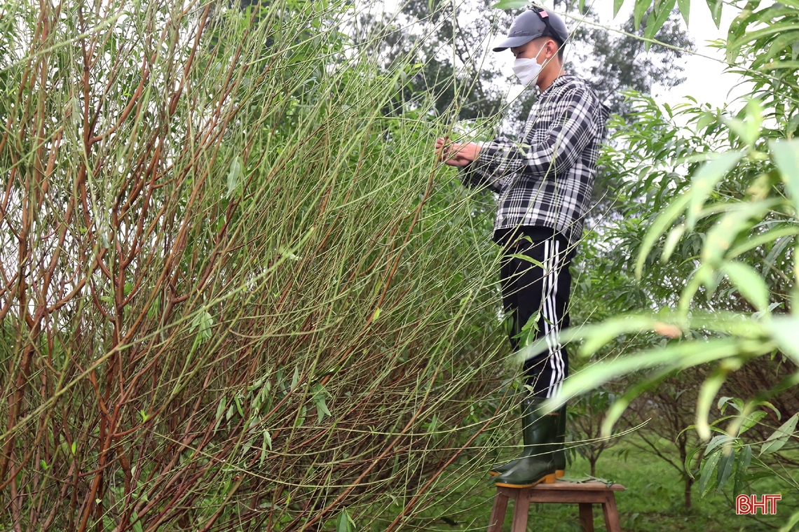 Tất bật tuốt lá cho đào chờ tết Nguyên đán