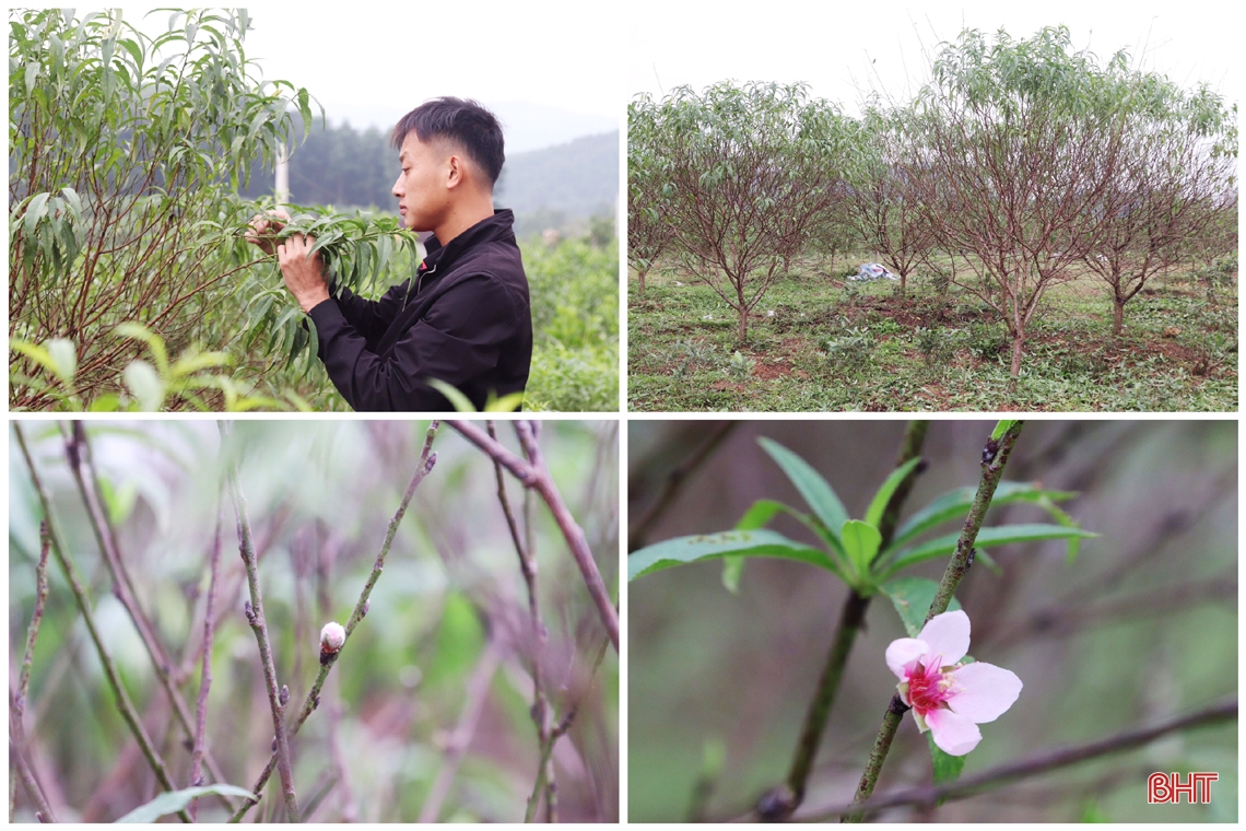 Tất bật tuốt lá cho đào chờ tết Nguyên đán