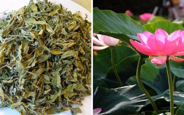 Lá sen - dược liệu phòng ngừa và chữa trị các chứng bệnh do nắng nóng.