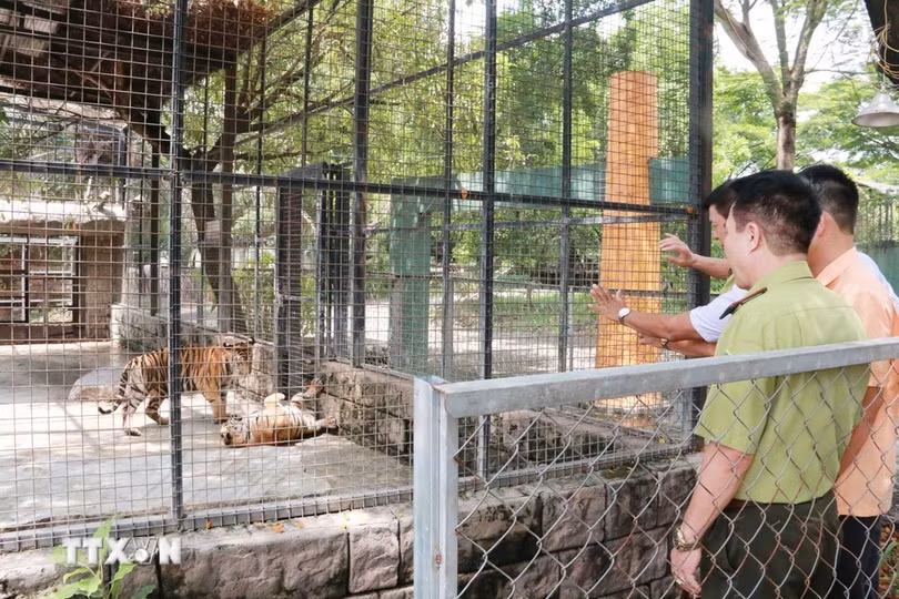 Lãnh đạo Hạt Kiểm lâm Biên Hòa (Đồng Nai) kiểm tra các cá thể hổ đang được chăm sóc tại Khu du lịch Vườn Xoài. (Ảnh: Lê Xuân/TTXVN)