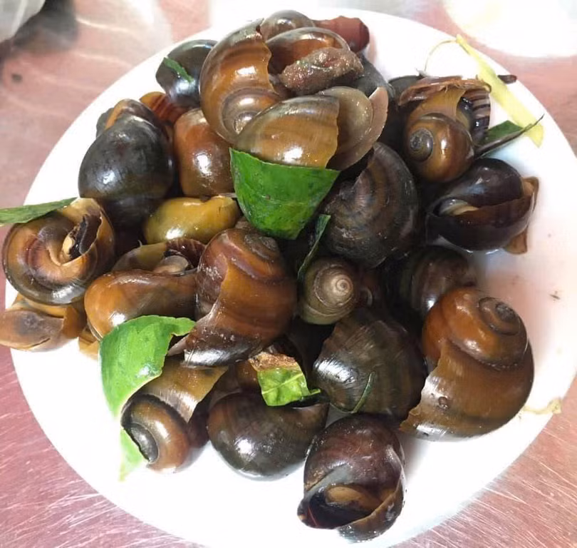 Ưu tiên mua ốc sống tại cửa hàng uy tín.