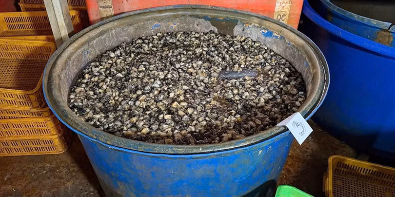 Ốc ngâm hóa chất tại cơ sở ngâm ốc bươu bằng hóa chất công nghiệp natri silicate - còn gọi là thủy tinh lỏng. Ảnh TL