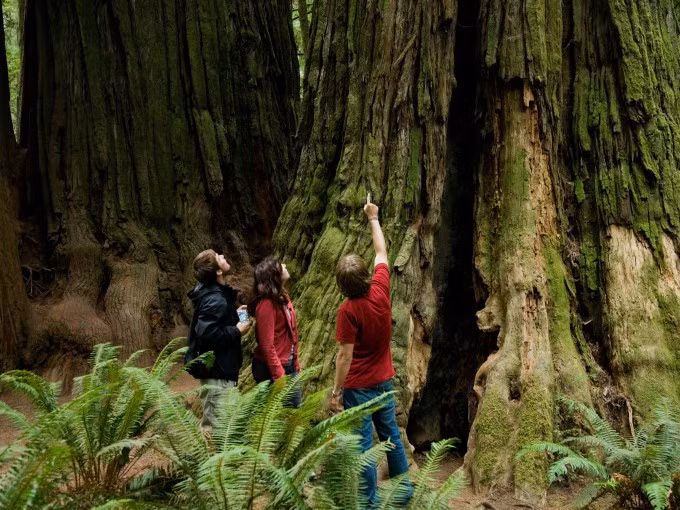 Du khách tham quan Công viên Quốc gia và bang Redwood. Ảnh: Visit National Park
