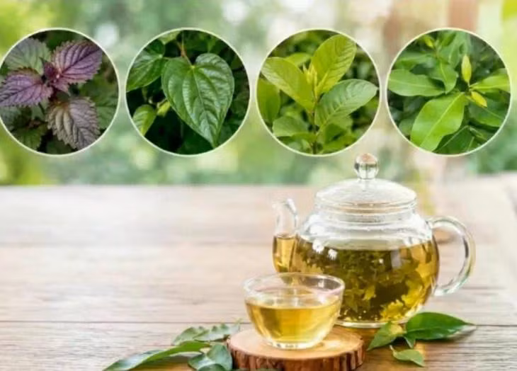 Một số loại lá thảo dược quen thuộc có sẵn trong vườn nhà chứa nhiều hoạt chất sinh học giúp ức chế tổng hợp acid uric…