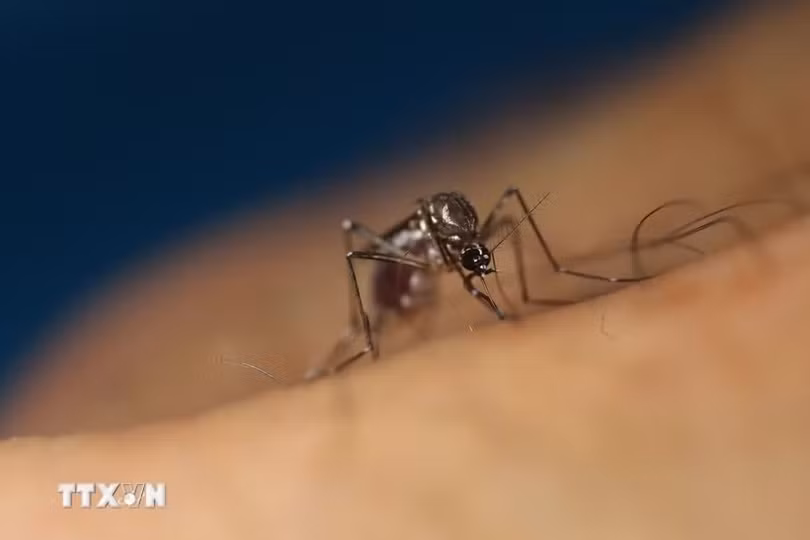 Muỗi Aedes aegypti. (Ảnh: THX/TTXVN)