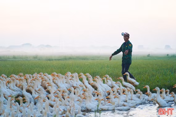 Những đàn vịt thả đồng sau mùa gặt ở Hà Tĩnh