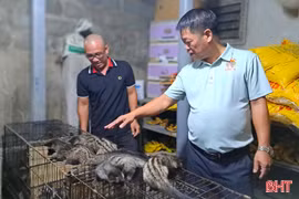 Nuôi chồn hương mở hướng đi mới ở Nghi Xuân