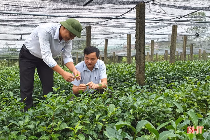 Người trồng chè Kỳ Anh “chờ trời” để xuống giống vụ mới