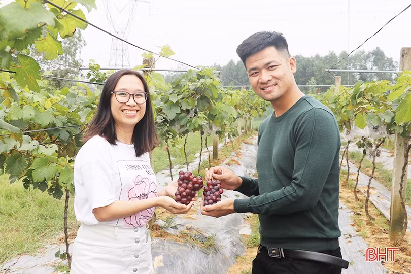 Ngắm vườn nho Hạ Đen lần đầu tiên được trồng ở Thạch Hà 