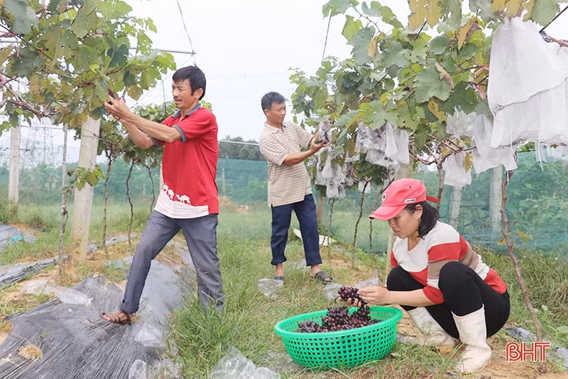 Ngắm vườn nho Hạ Đen lần đầu tiên được trồng ở Thạch Hà 