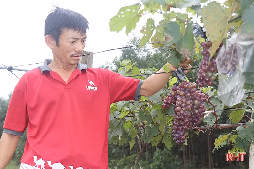 Ngắm vườn nho Hạ Đen lần đầu tiên được trồng ở Thạch Hà 