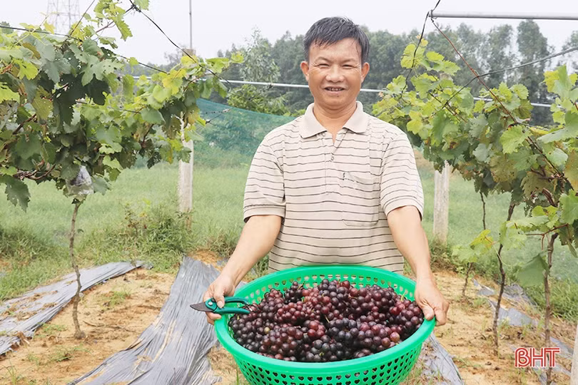 Ngắm vườn nho Hạ Đen lần đầu tiên được trồng ở Thạch Hà 