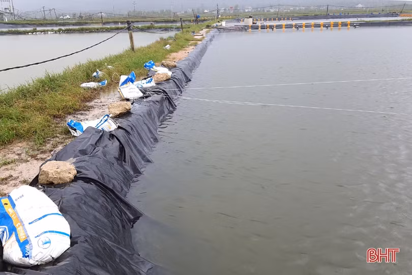 Người nuôi tôm Kỳ Anh trầy trật khôi phục sản xuất sau lũ