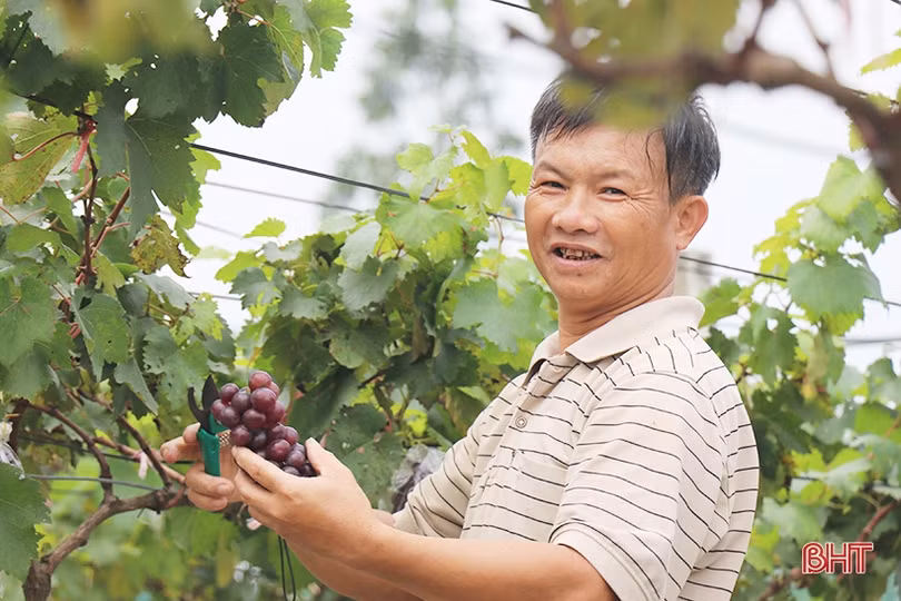 Ngắm vườn nho Hạ Đen lần đầu tiên được trồng ở Thạch Hà 